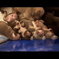 French Bulldog - Bitches