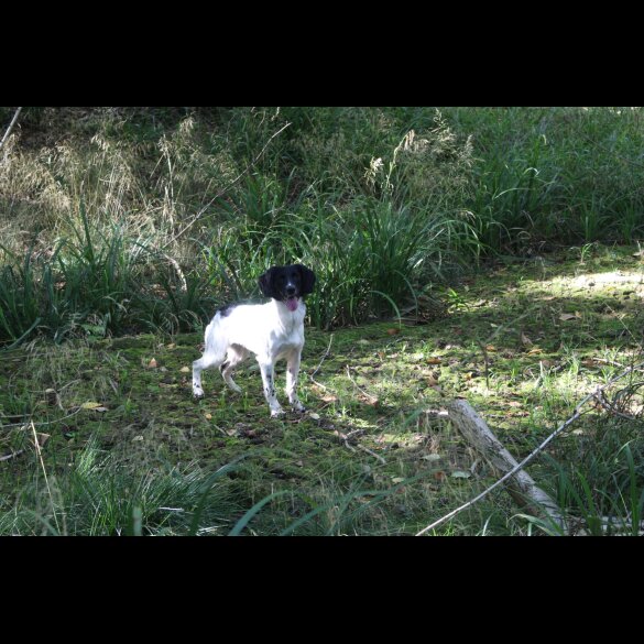 English Springer Spaniel