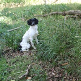 English Springer Spaniel