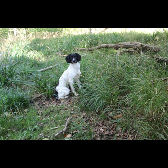 English Springer Spaniel