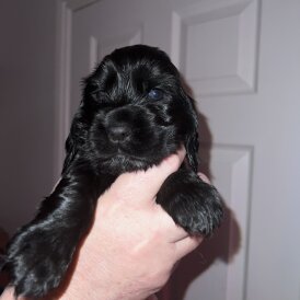 Cocker Spaniel (Show)
