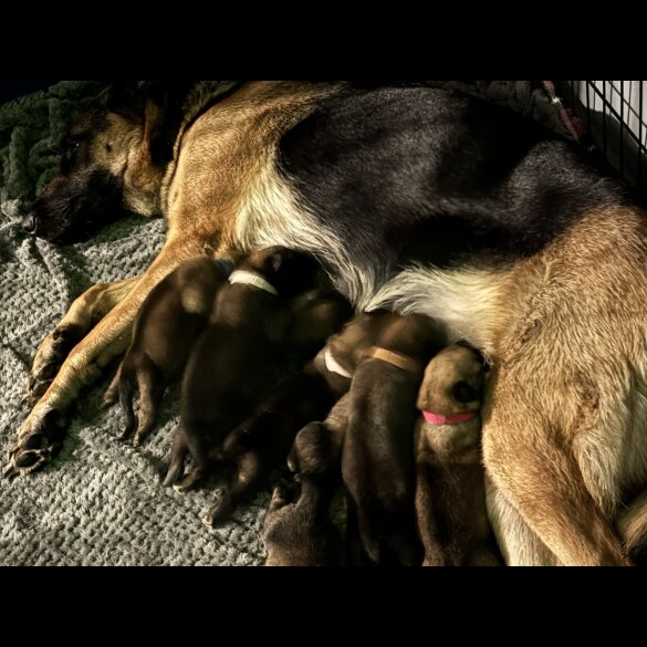 German Shepherd (Alsatian)