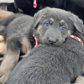 German Shepherd (Alsatian)