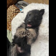 German Shepherd (Alsatian)