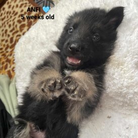 German Shepherd (Alsatian)