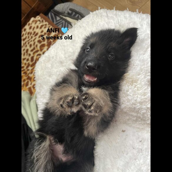 German Shepherd (Alsatian)