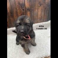 German Shepherd (Alsatian)