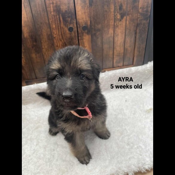 German Shepherd (Alsatian)