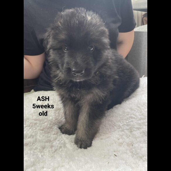 German Shepherd (Alsatian)