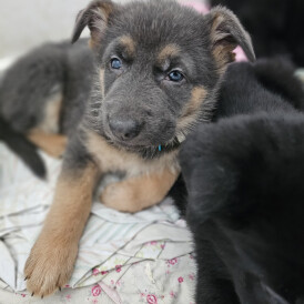 German Shepherd (Alsatian)