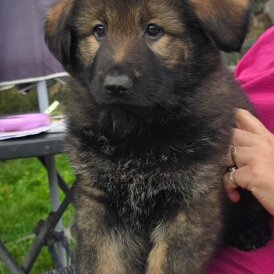 German Shepherd (Alsatian)