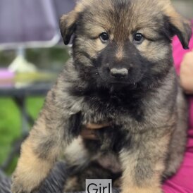 German Shepherd (Alsatian)