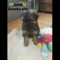 German Shepherd (Alsatian)