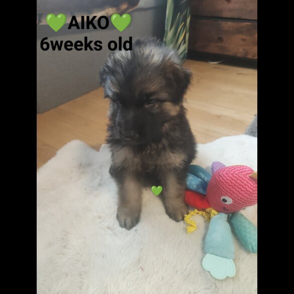 German Shepherd (Alsatian)