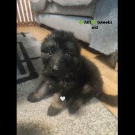 German Shepherd (Alsatian)