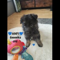 German Shepherd (Alsatian)