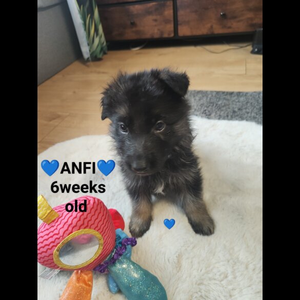 German Shepherd (Alsatian)