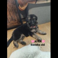 German Shepherd (Alsatian)