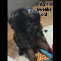 German Shepherd (Alsatian)