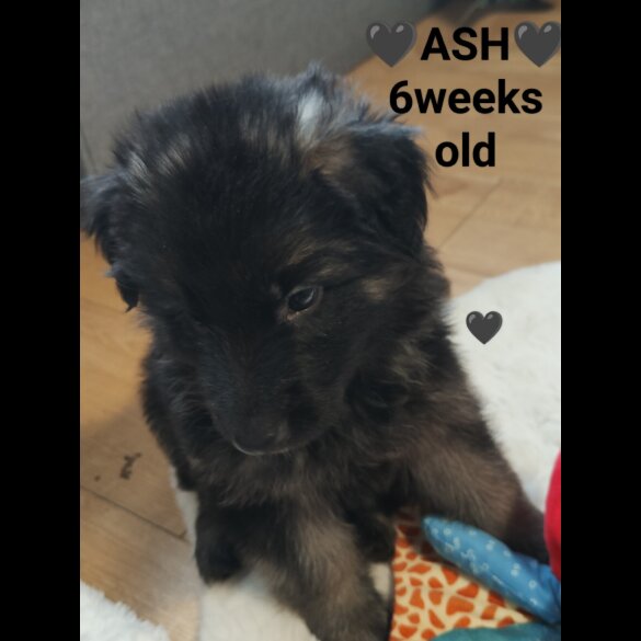 German Shepherd (Alsatian)