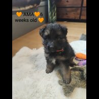 German Shepherd (Alsatian)