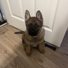 German Shepherd (Alsatian)