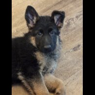 German Shepherd (Alsatian)