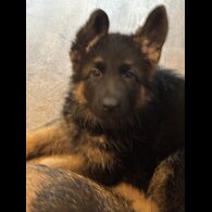 German Shepherd (Alsatian)