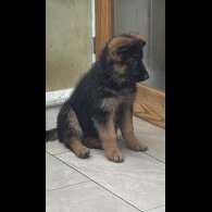 German Shepherd (Alsatian)