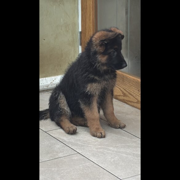 German Shepherd (Alsatian)