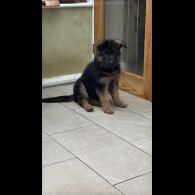 German Shepherd (Alsatian)