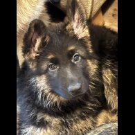 German Shepherd (Alsatian)