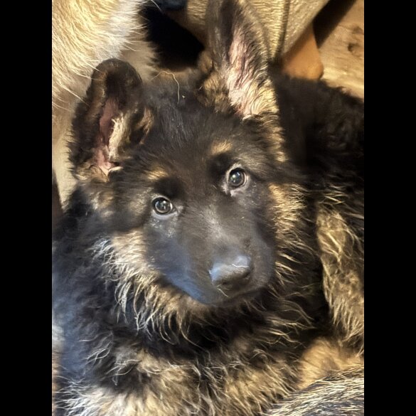 German Shepherd (Alsatian)