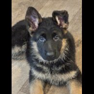 German Shepherd (Alsatian)