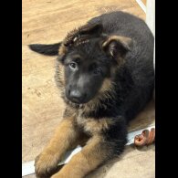 German Shepherd (Alsatian)