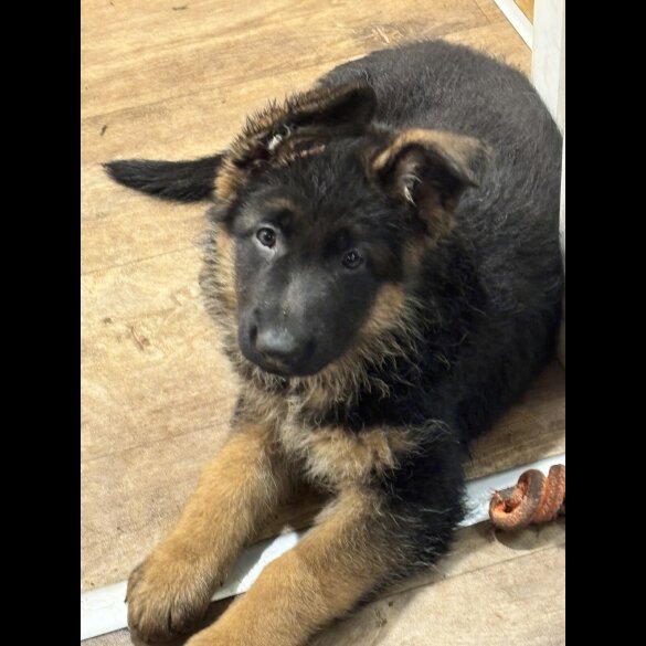 German Shepherd (Alsatian)