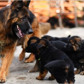 German Shepherd (Alsatian)