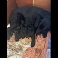 German Shepherd (Alsatian)