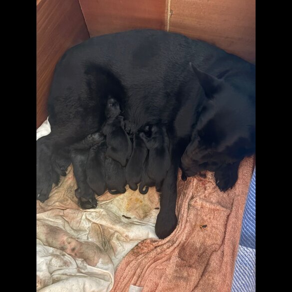 German Shepherd (Alsatian)