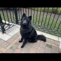 German Shepherd (Alsatian)