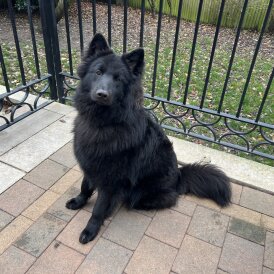 German Shepherd (Alsatian)