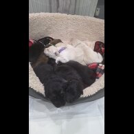 German Shepherd (Alsatian)