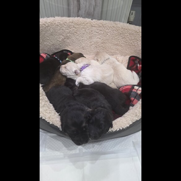 German Shepherd (Alsatian)