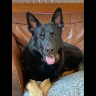 German Shepherd (Alsatian)