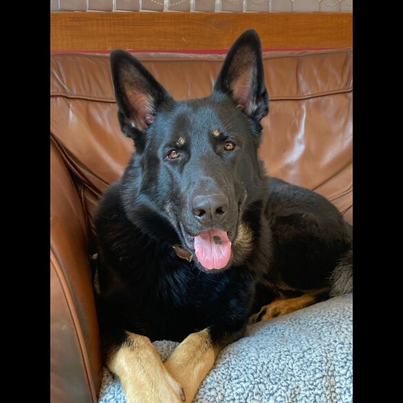 German Shepherd (Alsatian)