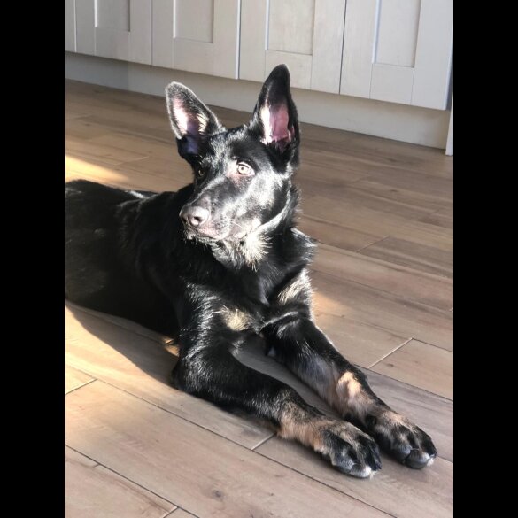 German Shepherd (Alsatian)