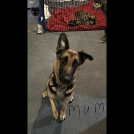 German Shepherd (Alsatian)