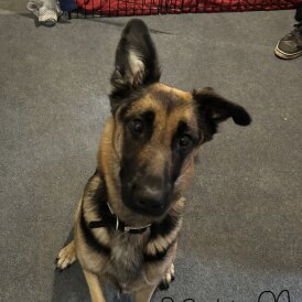 German Shepherd (Alsatian)