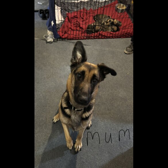 German Shepherd (Alsatian)