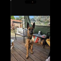 German Shepherd (Alsatian)